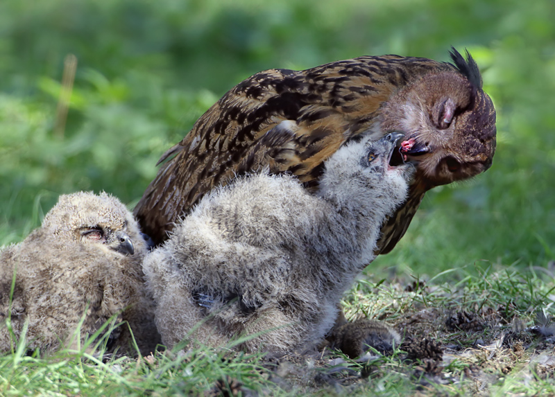 een jong voeren.BP.jpg